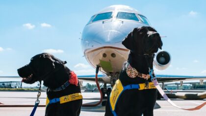 A simple guide to traveling abroad with a small dog