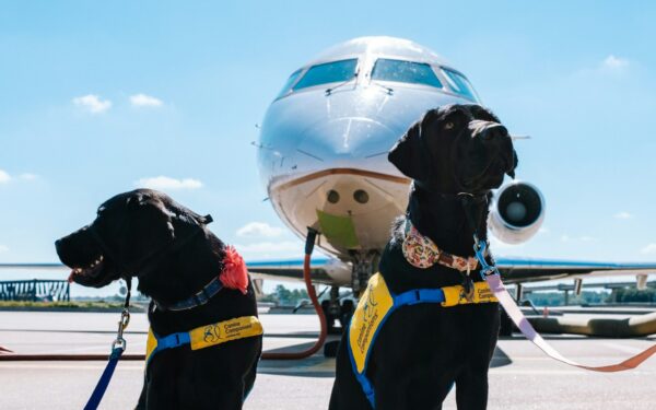 A simple guide to traveling abroad with a small dog