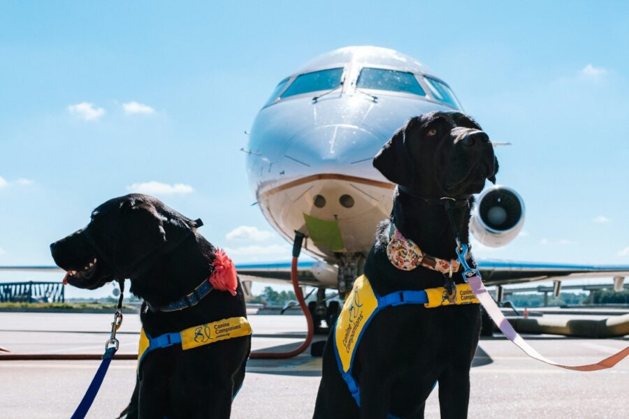 Small dog travel carrier airport