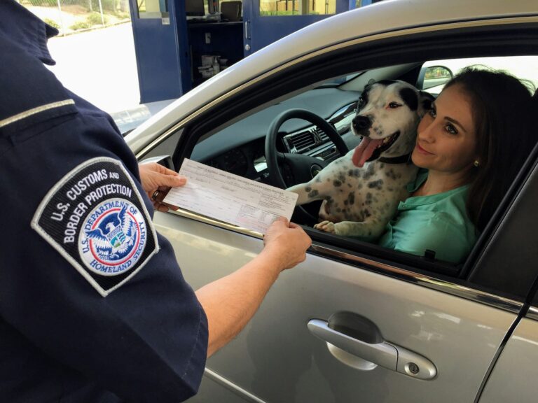Vet examining dog travel documents