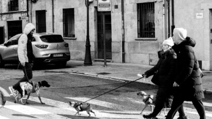 How to plan a simple city break with your dog without unnecessary hassle