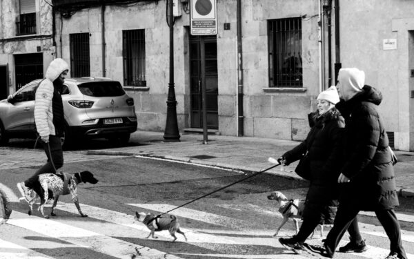 How to plan a simple city break with your dog without unnecessary hassle