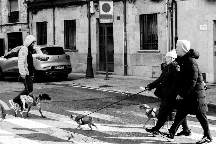 Dog owner walking