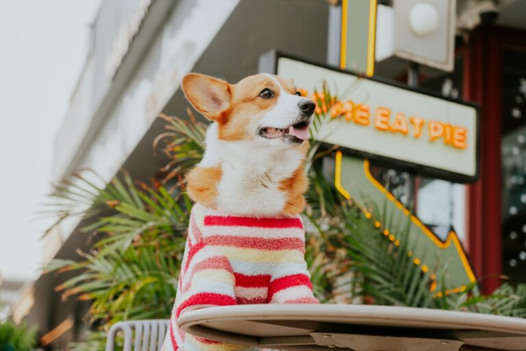 Dog resting hotel