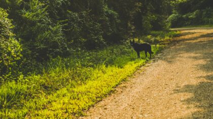 How to plan a simple pet-friendly weekend trip that actually works in real life