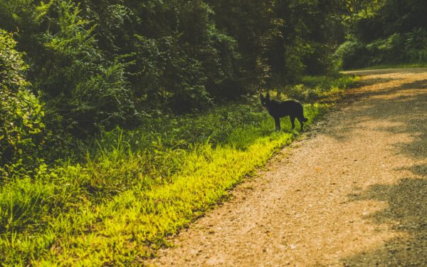 How to plan a simple pet-friendly weekend trip that actually works in real life