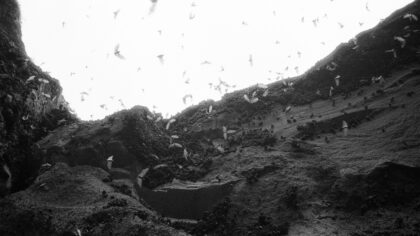 Household radio noise found to disrupt bat navigation for hours