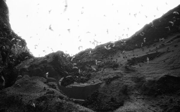 Household radio noise found to disrupt bat navigation for hours