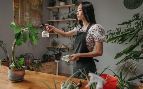 How to stop temperature swings from harming houseplants