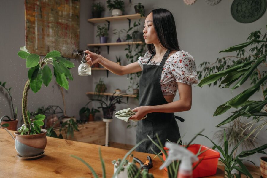 How to stop temperature swings from harming houseplants