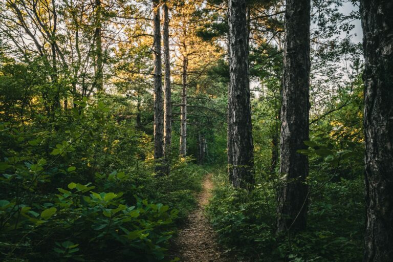 Calm walk nature