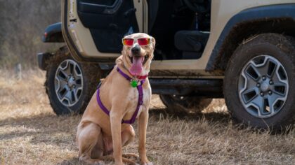 Simple pet-friendly travel: how to plan smoother journeys with your dog or cat