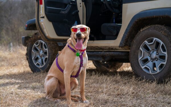 Simple pet-friendly travel: how to plan smoother journeys with your dog or cat
