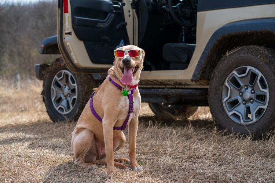 Dog car seatbelt
