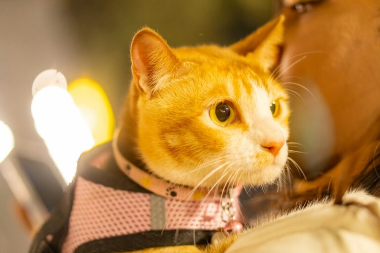 Cat travel carrier